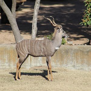 Lesser Kudu