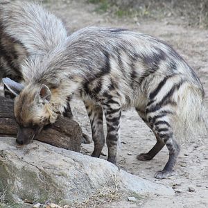 Striped Hyena
