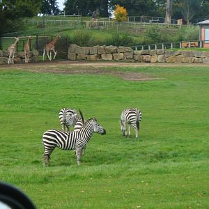Zebra Herd
