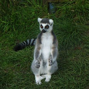 One Of The Lemurs