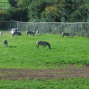 Nice View Of The Zebras