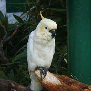 Pickles The Cockatoo