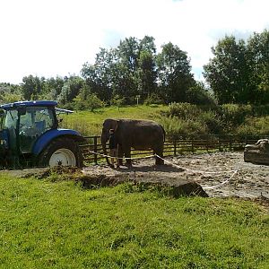 Anne the Asian Elephant