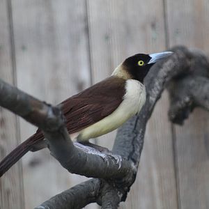 Lesser Bird-of-Paradise
