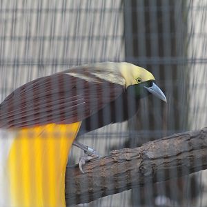 Lesser Bird-of-Paradise
