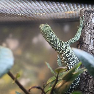 Biak Tree Monitor