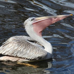 Pink-Backed Pelican
