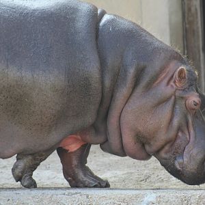 Common Hippopotamus