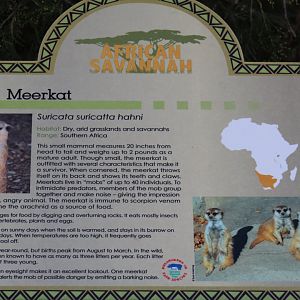 Southwestern Meerkat Signage