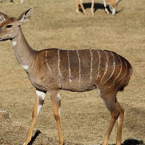 Lesser Kudu