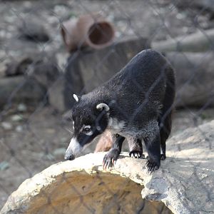 White-Nosed Coati