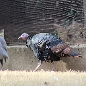 Rio Grande Wild Turkey