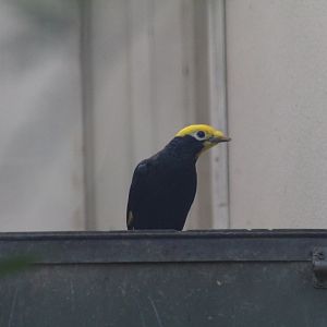 Golden-Crested Mynah