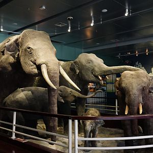 Asian elephants