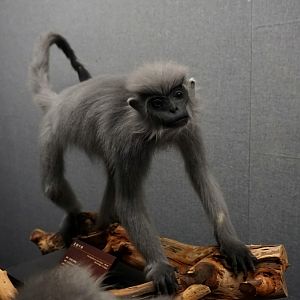 Shortridge’s Langur