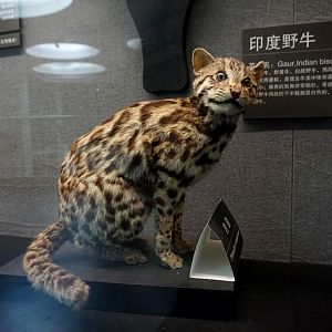 Leopard cat