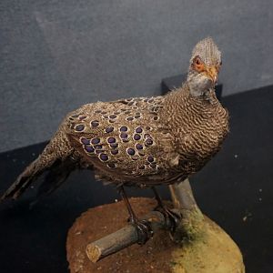 Grey peacock-pheasant