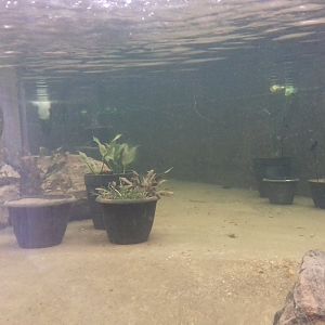 Lily tank, Princess of Wales Conservatory