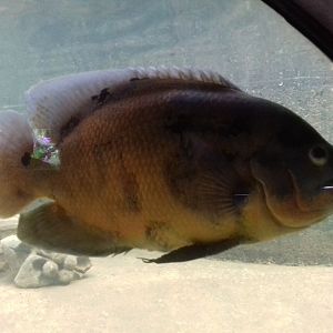 Lily tank, Princess of Wales Conservatory