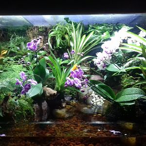 Poison Dart Frog tank