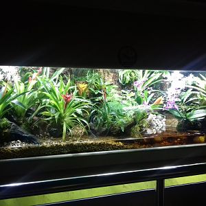 Poison Dart Frog tank