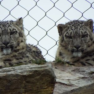 Young Snow Leopards