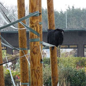 Siamang in the rain
