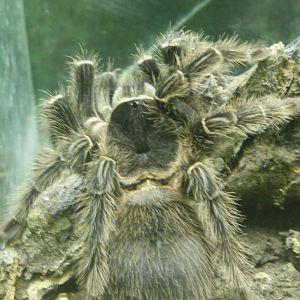 Lasiodora parahybana