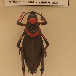 Dictyophorus spumans