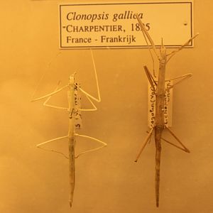 European stick-insects - Clonopsis gallica