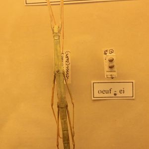 European stick-insect - Bacillus rossii