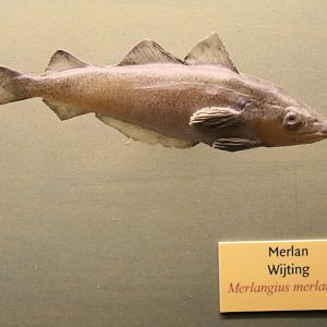 Whiting -aka Merling