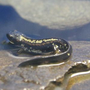 Cynops encicauda popei