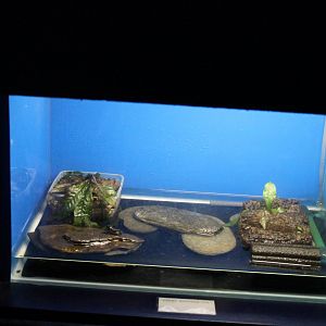 Raising-tank Cynops encicauda popei