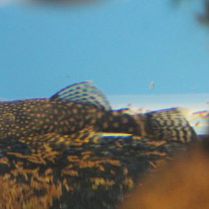 Young Anncistrus temmincki