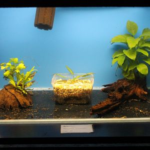 Raising-tank Ancistrus temmincki