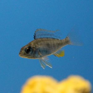 Young Copadichromis verduyni - Verduyn's cichlid