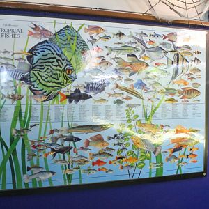 Info-poster Tropical Fish
