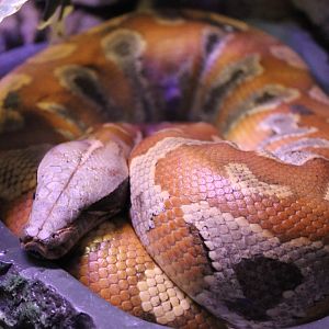 Brongersma blood python