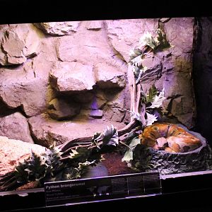 Enclosure Brongersma blood python