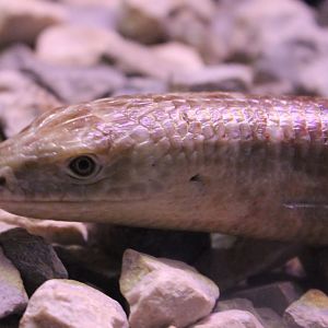European legless lizard
