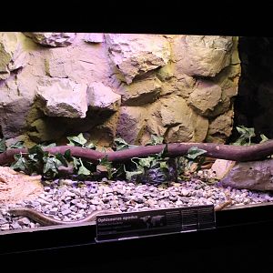 Enclosure European legless lizard