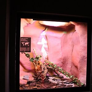 Enclosure Tiliqua nigrolutea