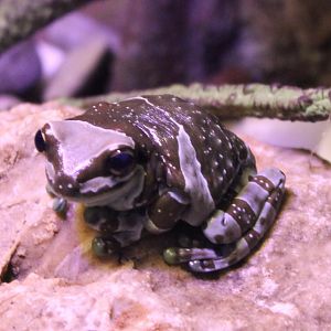Amazon milk frog - Trachycephalus resinifictrix