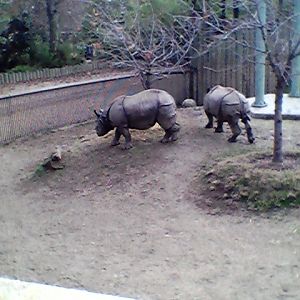 Fresno Zoo Indian Rhinos January 2018