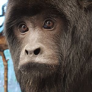Black howler monkey male