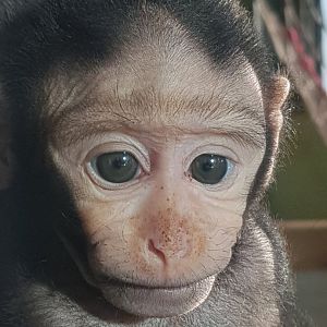Young sulawesi macaque