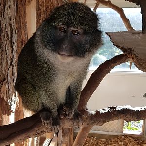 Allen's Swamp Monkey