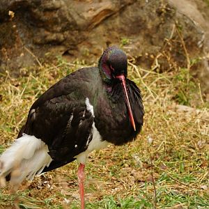Black stork