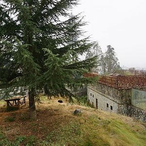 Black leopard exhibit